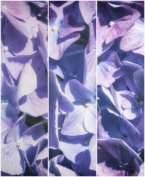 Lavender Hydrangea Triptych by SharaLee Art